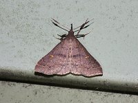 Speckled Renia Moth